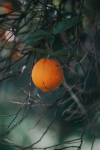 Close-up of orange fruit on tree