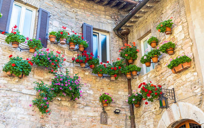 Low angle view of potted plants on wall