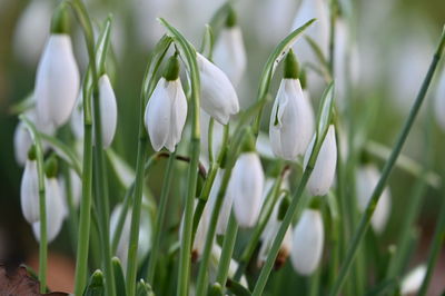 Close-up of white flowering plant