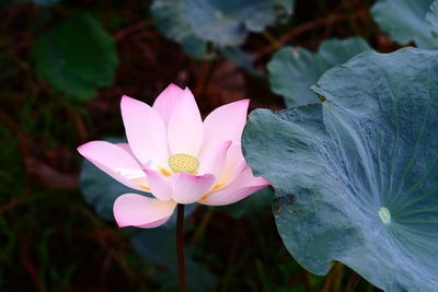 Close-up of pink lotus water lily