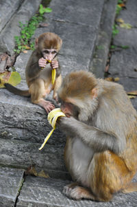 Close-up of monkey eating banana with infant outside temple