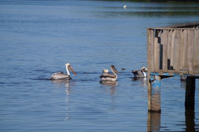 View of birds in lake