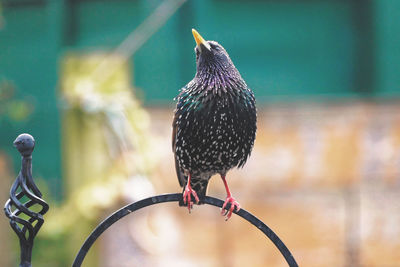 Close-up of a bird perching on metal