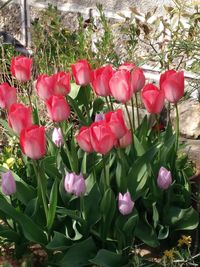 Close-up of pink tulips