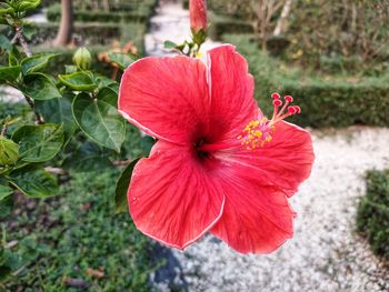 Close-up of red hibiscus flower