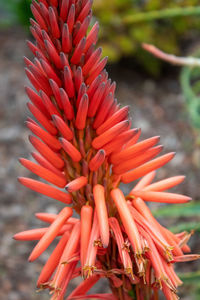 Close-up of red flowering plant