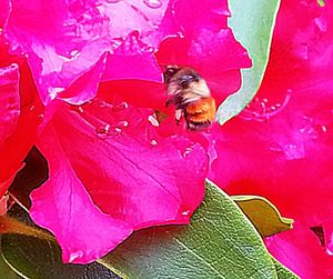 Close-up of pink flowers