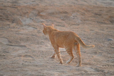 Q cat walking on field