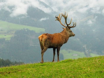 Deer standing on grassy field