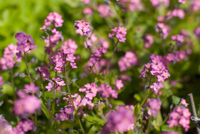 Close-up of pink flowers blooming outdoors