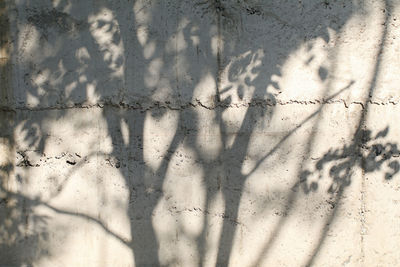 shadow