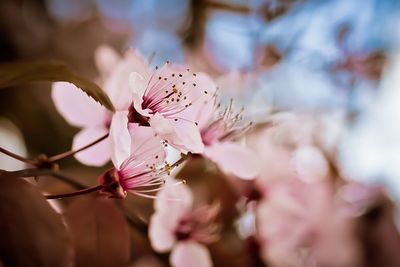 Close-up of pink flowers on branch