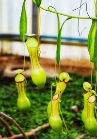 Close-up of yellow plant