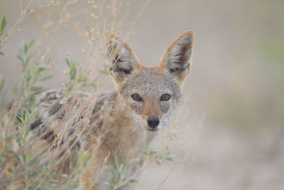 Portrait of meerkat on land