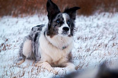 Portrait of dog relaxing on land