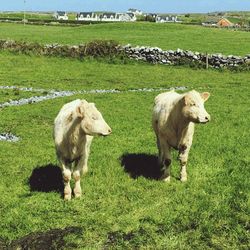 Sheep grazing on grassy field