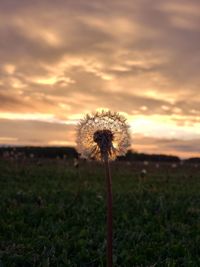 Close-up of dandelion on field against sky during sunset