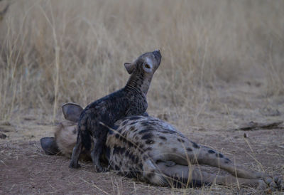 Giraffe relaxing on sand