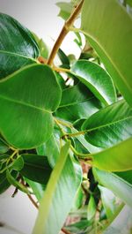 Close-up of leaves