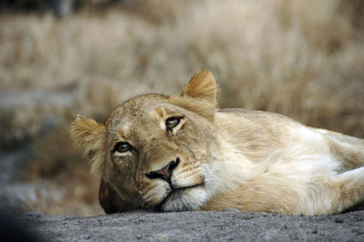 Lioness relaxing at zoo