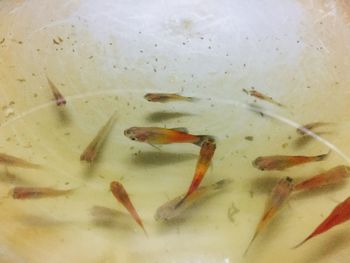 High angle view of fish in water