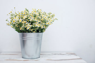 Potted plant on table against white wall