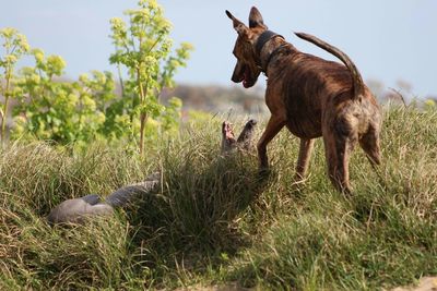 Horse grazing on grassy field