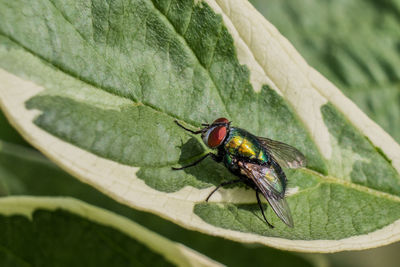 Close-up of fly on leaf