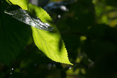 Close-up of wet plant leaves