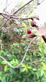 Close-up of plant growing on tree