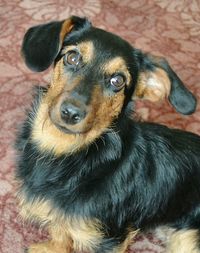 Close-up portrait of puppy