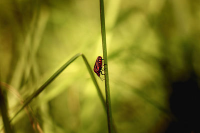 Close-up of insect on leaf against blurred background