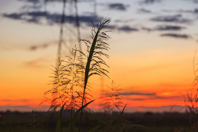 Close-up of silhouette plant on field against orange sky