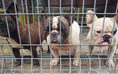 Portrait of dogs in cage