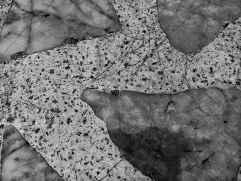 High angle view of plant leaves during winter
