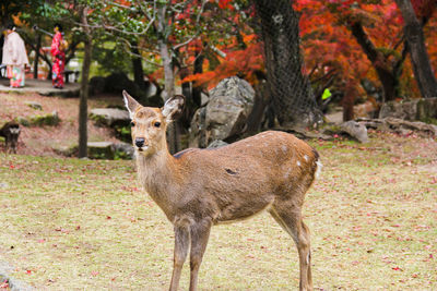 Deer standing in a field