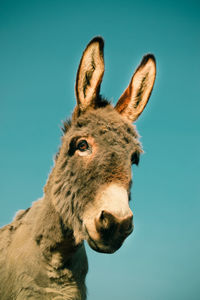 Low angle view of donkey against blue sky