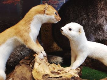 Close-up of two cats sitting