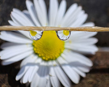 Close-up of white flower