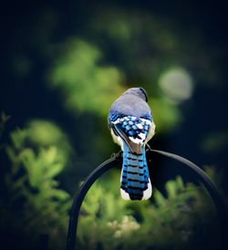 Rear view of bird perching on a plant