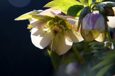 Close-up of flowers against blurred background