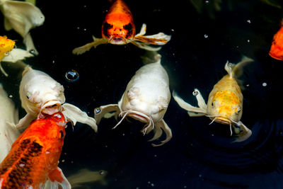 Close-up of fish swimming in sea