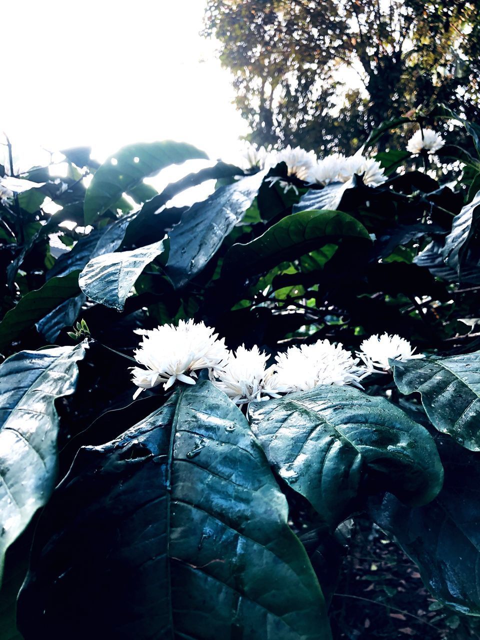 CLOSE-UP OF WHITE FLOWERING PLANTS AND TREE