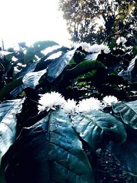 Close-up of white flowering plant