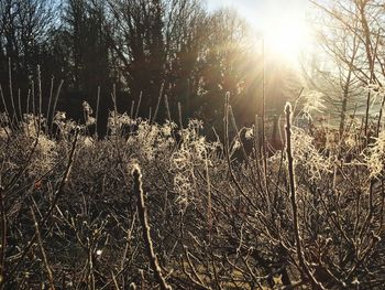 Close-up of tree against sky