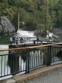 Bridge over river amidst trees in forest