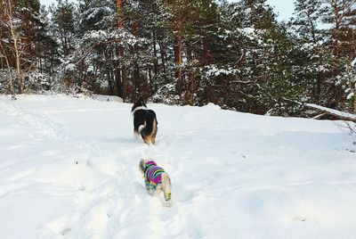 View of dog on snow covered land