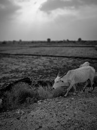 Portrait view of a cow on field