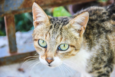 Close-up of stray brown cat looking away