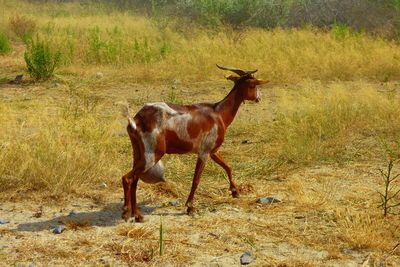 Side view of goat walking on field